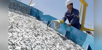 Pescadores artesanales piden reanudar extracción de anchoveta: "Están atentando contra nuestra economía" Pescadores artesanales piden reanudar extracción de anchoveta: "Están atentando contra nuestra economía"