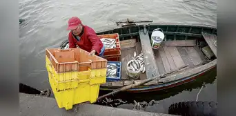Congreso propone reactivar la pesca artesanal a través de las compras estatales Congreso propone reactivar la pesca artesanal a través de las compras estatales