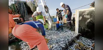 ¡Pesca en alerta!: Senamhi advierte que presencia de onda Kelvin perjudica la pesca en el norte ¡Pesca en alerta!: Senamhi advierte que presencia de onda Kelvin perjudica la pesca en el norte