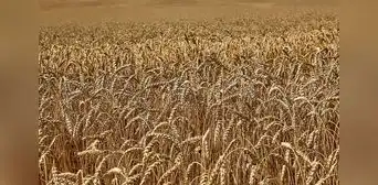 FAO mantiene previsiones de producción mundial de cereales para la temporada 2023-2024 FAO mantiene previsiones de producción mundial de cereales para la temporada 2023-2024