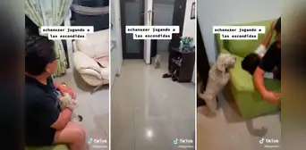 Perrita juega a las escondidas con su dueña, espera que cuenten hasta 20 y sale a buscarla Perrita juega a las escondidas con su dueña, espera que cuenten hasta 20 y sale a buscarla