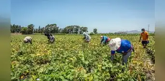 Gobierno transfiere S/1.070 millones para impulsar acciones de reactivación del sector agrícola Gobierno transfiere S/1.070 millones para impulsar acciones de reactivación del sector agrícola