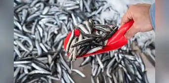 Segunda temporada de pesca de anchoveta está al 80% de la cuota asignada