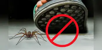 ¿Por qué razones no debes matar a las arañas que encuentras en tu casa? ¿Por qué razones no debes matar a las arañas que encuentras en tu casa?