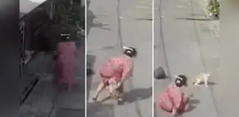 Gato vengativo hace caer a mujer tras ser mojado con agua: VIDEO se hizo VIRAL en TikTok Gato vengativo hace caer a mujer tras ser mojado con agua: VIDEO se hizo VIRAL en TikTok