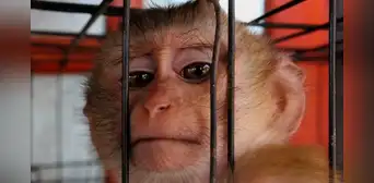 Intentó viajar en avión con todo un zoológico: llevaba 17 animales vivos en sus maletas Intentó viajar en avión con todo un zoológico: llevaba 17 animales vivos en sus maletas