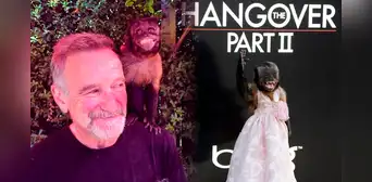 Crystal, el mono que es una estrella en Hollywood y ha trabajado en más de 30 series y películas Crystal, el mono que es una estrella en Hollywood y ha trabajado en más de 30 series y películas