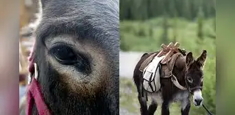 Nigeria requisa 7.000 penes de burro que iban a exportarse a Hong Kong Nigeria requisa 7.000 penes de burro que iban a exportarse a Hong Kong
