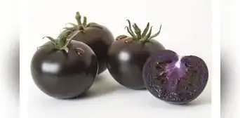 Tomate morado, el alimento creado con ingeniería genética que ya está aprobado en EE. UU. Tomate morado, el alimento creado con ingeniería genética que ya está aprobado en EE. UU.