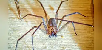 Araña violinista: ¿cómo identificarla, dónde aparece y qué tan grave es su picadura? Araña violinista: ¿cómo identificarla, dónde aparece y qué tan grave es su picadura?