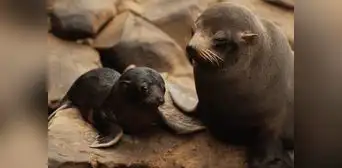 ¿Qué iniciativas impulsa Camisea en favor de la Reserva Nacional de Paracas? ¿Qué iniciativas impulsa Camisea en favor de la Reserva Nacional de Paracas?