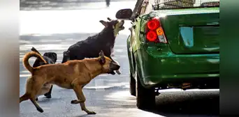¿Sabías que los perros no ladran a los vehículos por diversión? Conoce la verdadera razón ¿Sabías que los perros no ladran a los vehículos por diversión? Conoce la verdadera razón