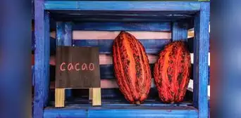 Exportaciones de cacao y chocolate peruano superaron los US$ 192 millones hasta julio Exportaciones de cacao y chocolate peruano superaron los US$ 192 millones hasta julio