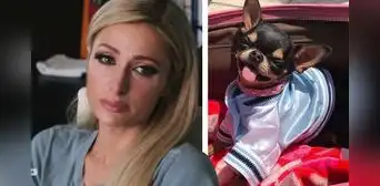 Paris Hilton contrató a 7 psíquicos de mascotas para encontrar a su perro desaparecido