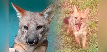 ¿Qué fue de Run Run, el zorro más famoso del Perú y dónde se encuentra en la actualidad?