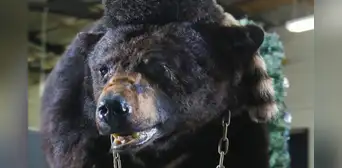 Pablo EskoBear: realizarán película sobre historia real de oso que murió por sobredosis de cocaína Pablo EskoBear: realizarán película sobre historia real de oso que murió por sobredosis de cocaína