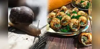 ¿Sabías que el caracol es el ingrediente prehistórico de la gastronomía francesa y española? ¿Sabías que el caracol es el ingrediente prehistórico de la gastronomía francesa y española?