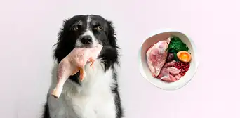 ¿Qué es la dieta BARF para perros y por qué recomienda dar carne cruda en lugar de croquetas?