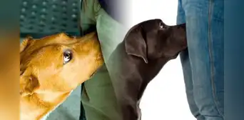 ¿Los perros pueden identificar si has tenido relaciones sexuales al oler tus partes íntimas? ¿Los perros pueden identificar si has tenido relaciones sexuales al oler tus partes íntimas?