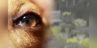 ¿Es verdad que los perros ven en blanco o negro? Conoce si se trata de un mito o realidad ¿Es verdad que los perros ven en blanco o negro? Conoce si se trata de un mito o realidad