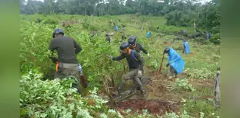Cultivos de hoja de coca afectan a 24 pueblos indígenas Cultivos de hoja de coca afectan a 24 pueblos indígenas