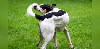 ¿Por qué los perros persiguen su cola de forma compulsiva? El motivo es preocupante