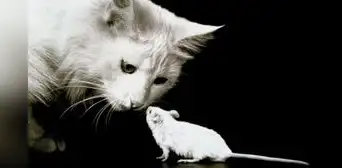 ¿Es cierto que tener un gato en casa ahuyenta a las ratas? ¿Es cierto que tener un gato en casa ahuyenta a las ratas?