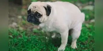 ¿Por qué mi perro se demora mucho eligiendo un lugar donde hacer sus heces? ¿Por qué mi perro se demora mucho eligiendo un lugar donde hacer sus heces?