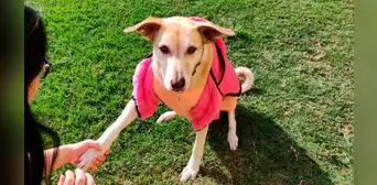 ¿Sabías que los perros no te dan la pata solo por amor? Conoce las principales razones