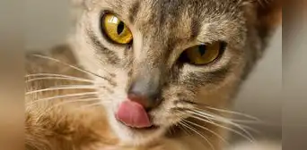 ¿Es verdad que los gatos tienen rasgos psicópatas? Esto dice la ciencia ¿Es verdad que los gatos tienen rasgos psicópatas? Esto dice la ciencia