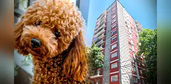 La insólita historia del perrito que cayó del piso 13 y provocó 3 muertes en Caballito