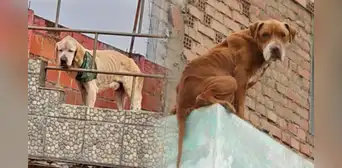 ¿Dejas a tu perro en el techo? Estos son los 5 riesgos a los que se expone ¿Dejas a tu perro en el techo? Estos son los 5 riesgos a los que se expone