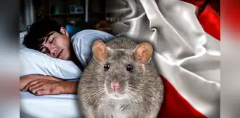 ¿Sabías que los peruanos sueñan más con ratas? Conoce qué significa soñar con este animal ¿Sabías que los peruanos sueñan más con ratas? Conoce qué significa soñar con este animal