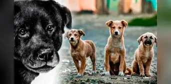 La historia de Cholito, el perrito que inspiró una ley contra el maltrato animal en Chile