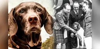 Judy, la perrita heroína que salvó a cientos de soldados durante la Segunda Guerra Mundial Judy, la perrita heroína que salvó a cientos de soldados durante la Segunda Guerra Mundial