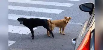 ¿Por qué no se debería separar a los perros que se quedan ‘pegados’ después de aparearse? ¿Por qué no se debería separar a los perros que se quedan ‘pegados’ después de aparearse?