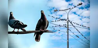 ¿Por qué las palomas no se electrocutan al pararse en los cables de luz? ¿Por qué las palomas no se electrocutan al pararse en los cables de luz?