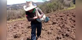 Crisis llevó a cerrar campaña agrícola en rojo Crisis llevó a cerrar campaña agrícola en rojo