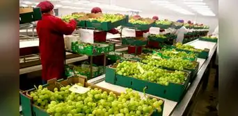 Trabajadores del sector agroexportación podrían acceder a contratos con plazo indeterminado Trabajadores del sector agroexportación podrían acceder a contratos con plazo indeterminado