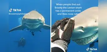 Tiburón sonriente es captado en video viral por instructora de buceo Tiburón sonriente es captado en video viral por instructora de buceo