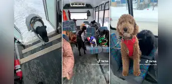 Bus exclusivo para perros sorprende a miles en TikTok: "Parecen compañeros de colegio" Bus exclusivo para perros sorprende a miles en TikTok: "Parecen compañeros de colegio"