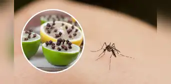 ¿Cómo eliminar los mosquitos de la casa sin usar insecticidas?: 3 efectivos trucos caseros