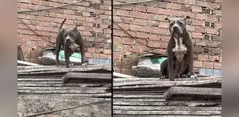 Comas: vecinos piden ayuda para rescatar a perrita que vive encerrada Comas: vecinos piden ayuda para rescatar a perrita que vive encerrada
