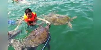 Nado con tortugas: ¿qué recomendaciones seguir al practicar esta actividad turística? Nado con tortugas: ¿qué recomendaciones seguir al practicar esta actividad turística?
