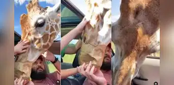 Familia realiza safari y regala comida a jirafa, pero los demás animales llegan para ‘quitársela’ Familia realiza safari y regala comida a jirafa, pero los demás animales llegan para ‘quitársela’