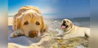 Los perros no sudan: ¿cómo es que esto podría ser mortal si es que lo llevo a la playa?