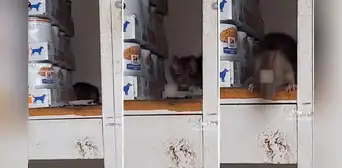 Mujer intenta acariciar una rata escondida en almacén, pero esta no reacciona como lo esperaba