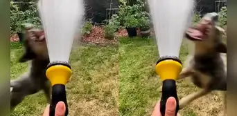Perrito se hace viral por querer morder el agua: "Yo queriendo atrapar estabilidad emocional" Perrito se hace viral por querer morder el agua: "Yo queriendo atrapar estabilidad emocional"
