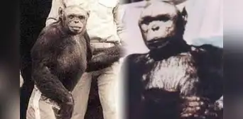 Oliver: la trágica historia del chimpancé considerado el 'eslabón perdido' entre el hombre y el mono Oliver: la trágica historia del chimpancé considerado el 'eslabón perdido' entre el hombre y el mono