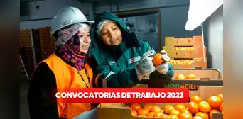 ¿Eres titulado? Senasa ofrece trabajo con hasta S/5.500 de sueldo